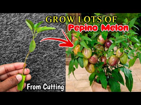 How To Grow Papino Fruit from Cuttings | Pepino Melon | Fruit Tree From Cuttings