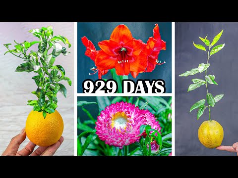 929 Days Growing Plants in 8 Minutes (Time Lapse Compilation)