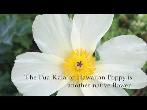 Learn About the Flowers of Hawaii
