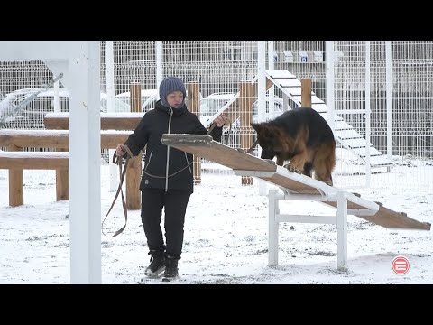 Быть в форме. Собаки Ревды получили в подарок тренировочную площадку