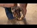 SIDE BONE Horseshoe
