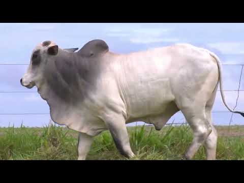 ROBINHO DA SANTO ANGELO