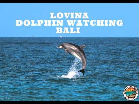 Lovina Dolphin watching Bali | North Bali Things to Do