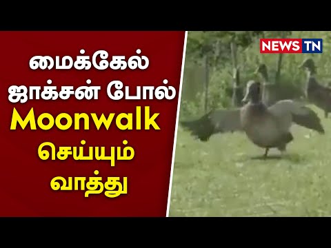 Duck does a moonwalk like Michael Jackson | Animation| Dancing bird | Newstn