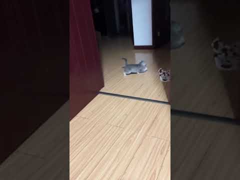 Poor kitten almost cried    cat  kitten  kitty  cute  gatito  gato  gata  ll starpro