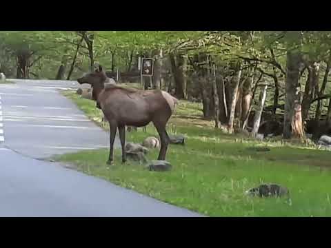 smokemont elk