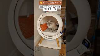【簡単】ネコの自動トイレ #shorts #ねこ #トイレ #ブリティッシュショートヘア#イギリス