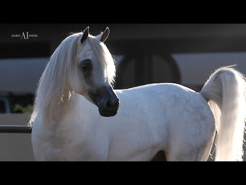 🔹 ARIA BAKARE 🔹 (Baha AA x Sofiya AA)