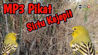 Download lagu Sirtu Panik‼️,Suara Pikat Burung Sirtu Kejepit Ribut mp3 Download lagu Sirtu Panik‼️,Suara Pikat Burung Sirtu Kejepit Ribut mp3