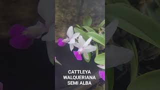 CATTLEYA WALQUERIANA SEMI ALBA,  UMA PLANTA MARAVILHOSA