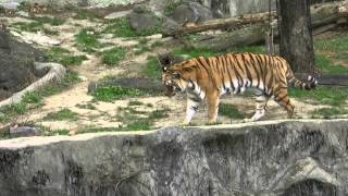 preview picture of video 'アキーラさんお薦め！大阪・天王寺動物園,虎編,Tiger,Tenoji-Zoo,Osaka,Japan'