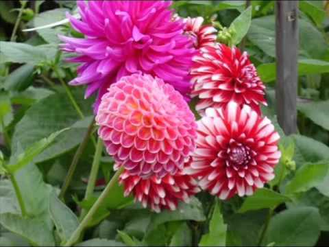 Estão Voltando As Flores - Núbia Lafayette