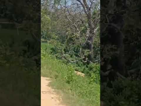 look at this #music #cover #elephant #nature #tank #travel