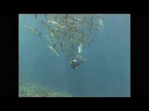 Apo-reef scuba-diving Philippines part 1