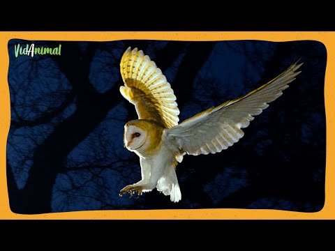 ALL ABOUT THE OWL: The queen of the night.