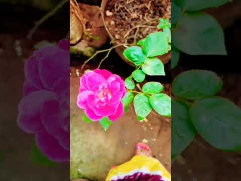 beautiful flower 🌹 #song