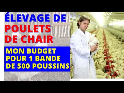 Mon budget prévisionnel d'élevage de 500 poulets de chair (la bande de 500 poussins)
