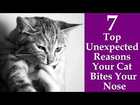 Why Does My Cat Bite My Nose: 7 Top Unexpected Reasons
