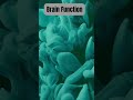 How The Brain Functions