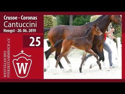 25 Cantuccini Hengst v. Crusoe - Coronas