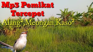 Download lagu Mp3 Pikat Burung Ribut,Prenjak Alang²,Meongan,Kaso² mp3