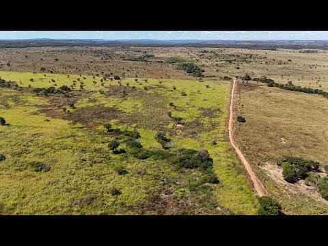 Arrendamento disponível para 3.000 cabeças de vacas ou bezerros em São Domingos de Goiás. 