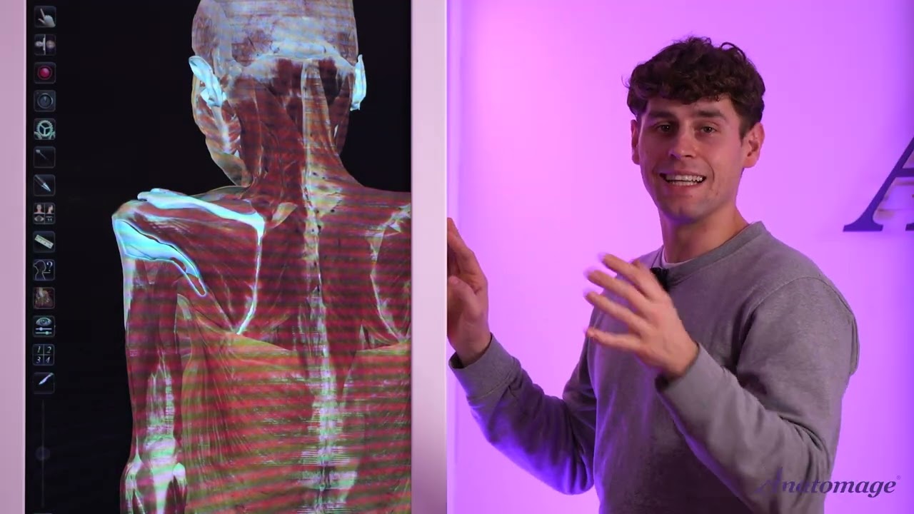 Daniel Sanjuán Sánchez | Rotator Cuff Muscles in 3D with Anatomage
