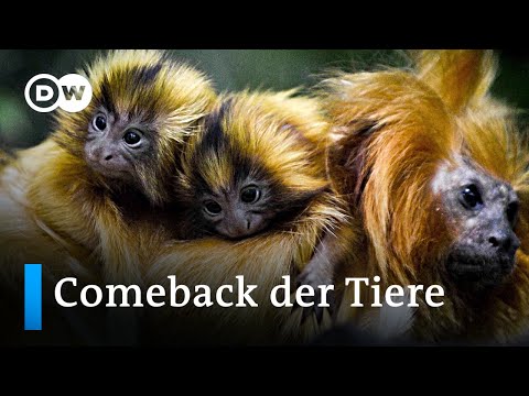 Fast ausgestorben: Diese Tiere der Roten Liste gefährdeter Tierarten feiern ein Comeback | Läuft