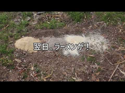 イノシシは何を食べるの?