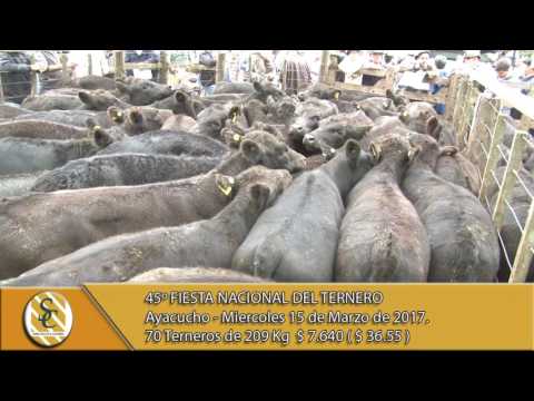 15-03-17 Venta de Machos - Fiesta del Ternero - Ayacucho.