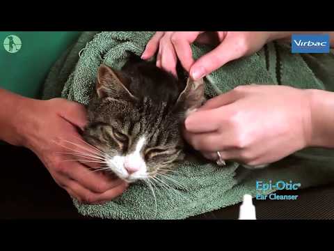 How to clean your cat's ears - YouTube