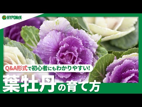 冬の牡丹の世話はどうすればいいですか？彼らを守るための手順を見つけてください!  庭園