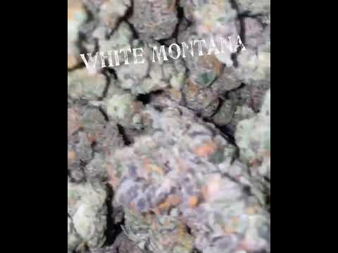 White Montana -@sfarms_exoticsmokes