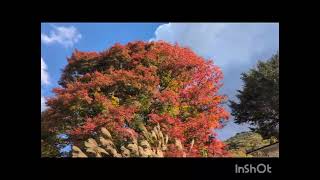 紅葉 有馬 瑞宝寺 2024年11月28日