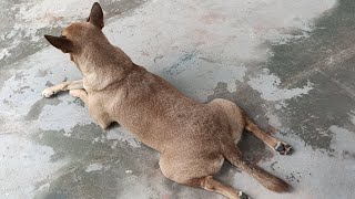My handsome pet