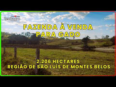 🌱 455 ALQ EM SÃO LUÍS DE MONTES BELOS - FAZENDA À VENDA EM GOIÁS [DUPLA APTIDÃO] #fazenda #tec2agro