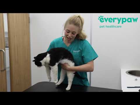 How to Check Your Cat's Body Condition Score