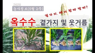 [농사정보] (5월2주)  옥수수_곁가지&웃거름