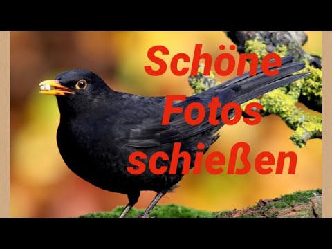 Vogelfotografie tutorial: Alles was ihr wissen müsst