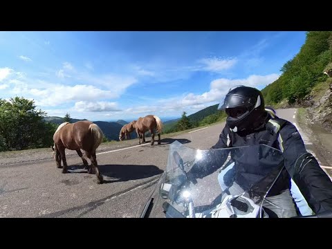 La Pierre Saint Martin - La plenta deu pastor (Sense Nom) en 2ème partie