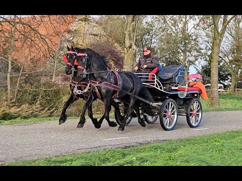 Stal Okkema's pair of mares - left: Vroucke & right: Tjitske