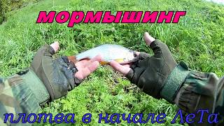 На что ловить плотву в начале лета