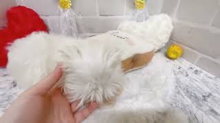 マルチーズの動画01