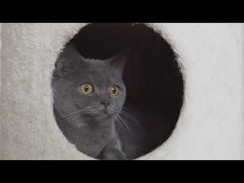 DJ Minx, Kevin Knapp - House Katz (Extended Mix)