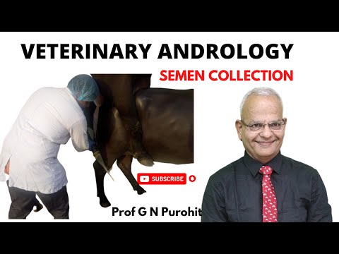 Semen collection from male animals and its evaluation I Veterinary Andrology I VGO Unit3 I GNP Sir