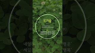 토끼풀, 클로버(clover), 시로츠메쿠사(シロツメクサ)