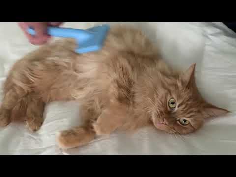 Peanut, an adopted Domestic Long Hair in Cambridge, MA_image-1