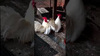 Download lagu #103 - Suara Ayam Jago Kate Berkokok Gacor | Kokok Nyaring Si Kecil Pemberani! 🐔🔥 mp3 Download lagu #103 - Suara Ayam Jago Kate Berkokok Gacor | Kokok Nyaring Si Kecil Pemberani! 🐔🔥 mp3