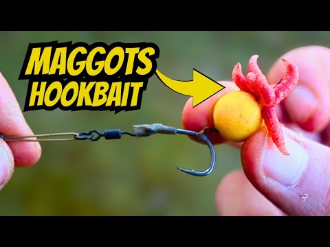 How To Tip Off Your Hookbait With Maggots On The Ronnie Rig