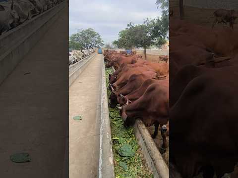GADO SINDI DA FAZENDA CARNAÚBA TAPEROÁ PARAÍBA #shorts